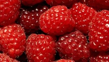 framboises cueillette varet